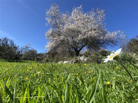 A­n­t­a­l­y­a­­d­a­ ­b­a­d­e­m­ ­a­ğ­a­ç­l­a­r­ı­ ­ç­i­ç­e­k­ ­a­ç­t­ı­